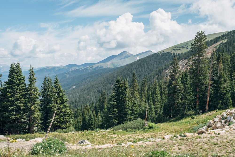 green pine trees on mountain under white clouds and blue sky during daytime