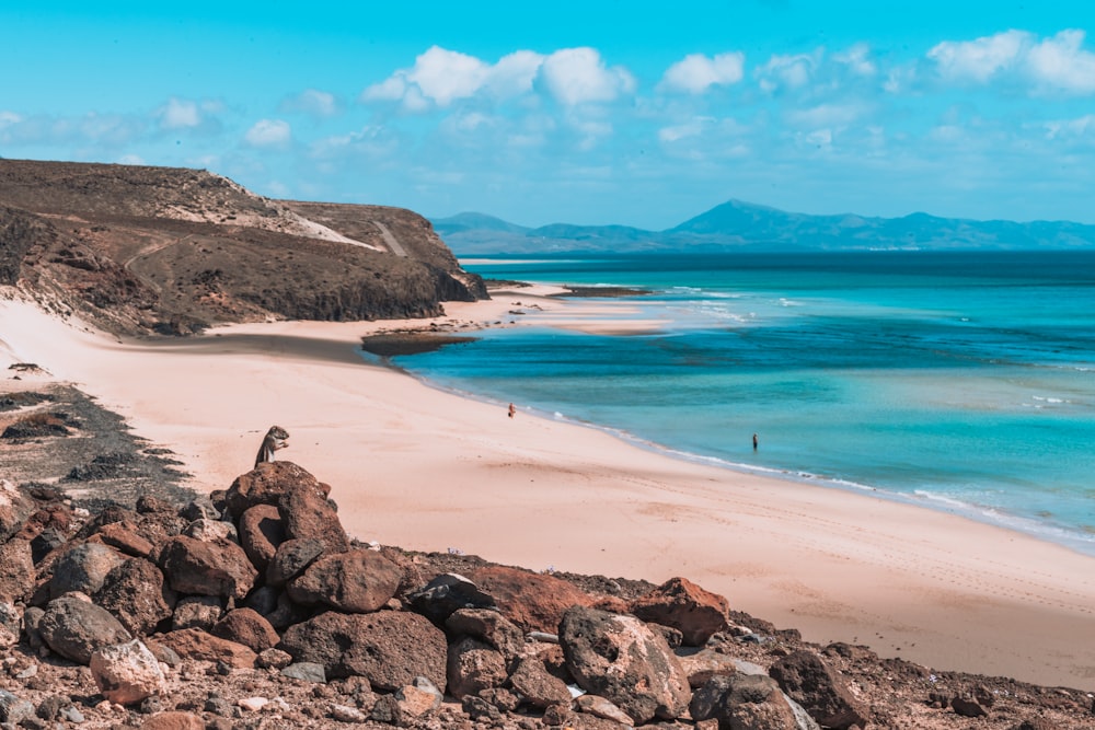 people on beach during daytime