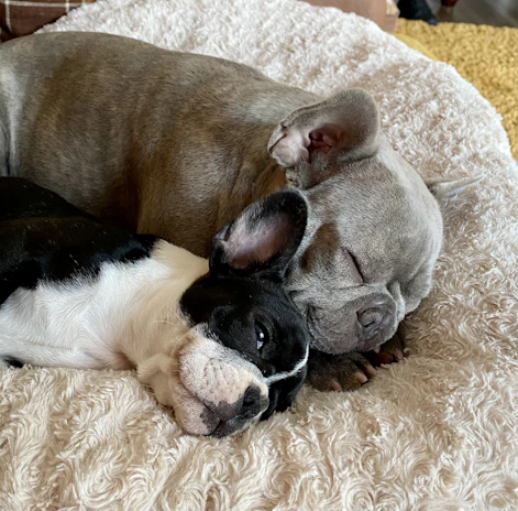 An intimate close-up of two dogs curled up together, eyes closed in contented rest.