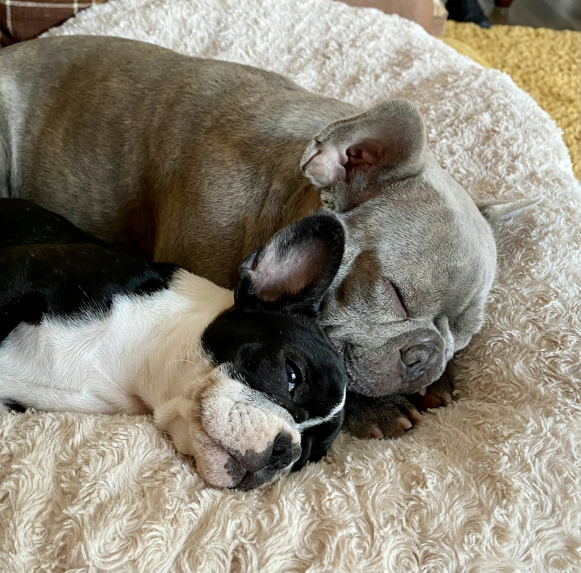 Three Jack Russells curled up together on a cozy blanket, sharing a peaceful nap.
