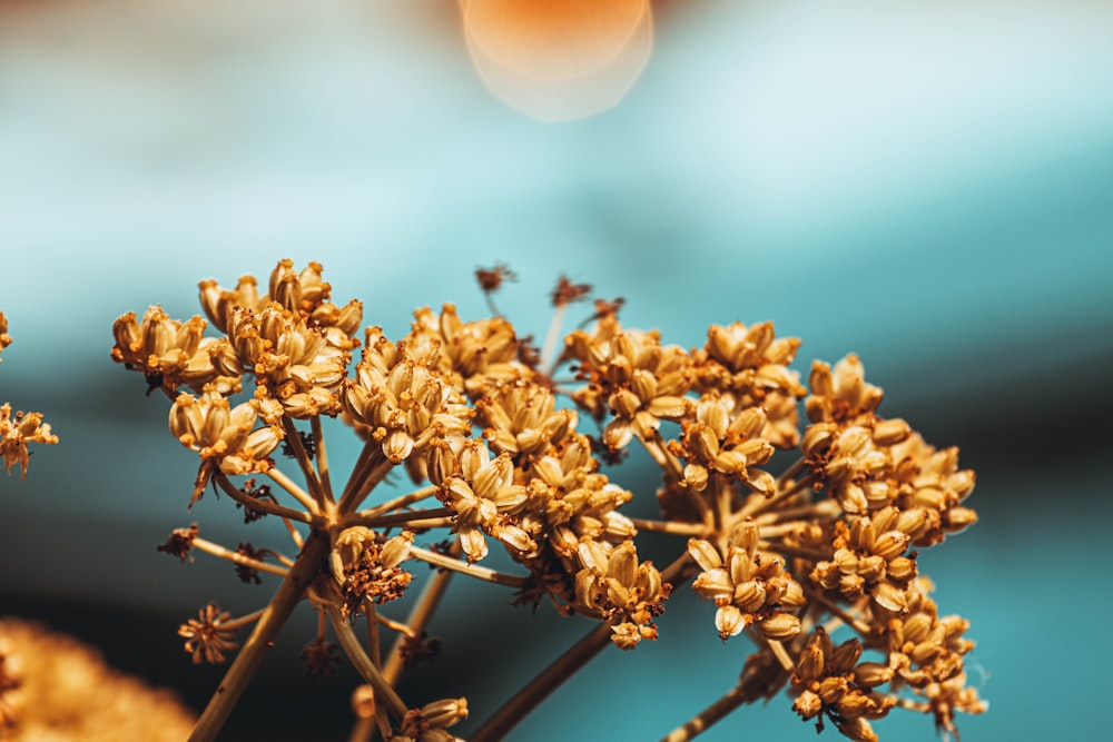 botões de flores amarelos na lente tilt shift