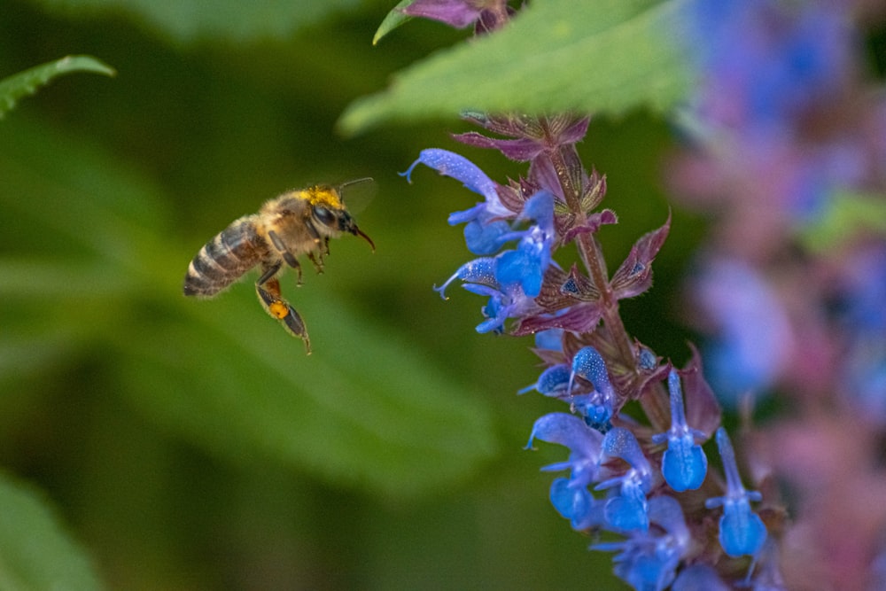 gelbe und schwarze Biene auf blauer Blume