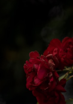 Dark and moody photograph featuring deep red roses against a blurred, dark background. The roses are in full bloom, displaying soft, rich petals.