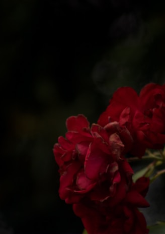 Dark and moody photograph featuring deep red roses against a blurred, dark background. The roses are in full bloom, displaying soft, rich petals.