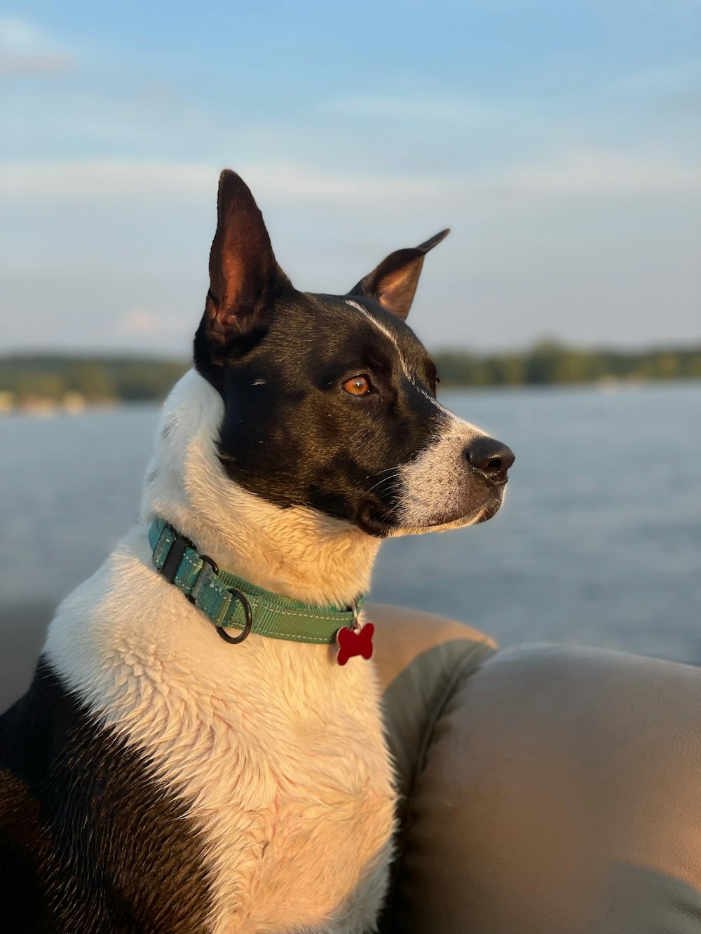 black and white short coat dog with green collar