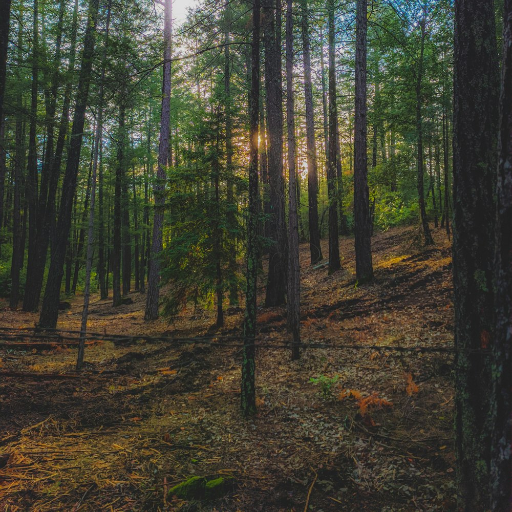 green trees on brown soil