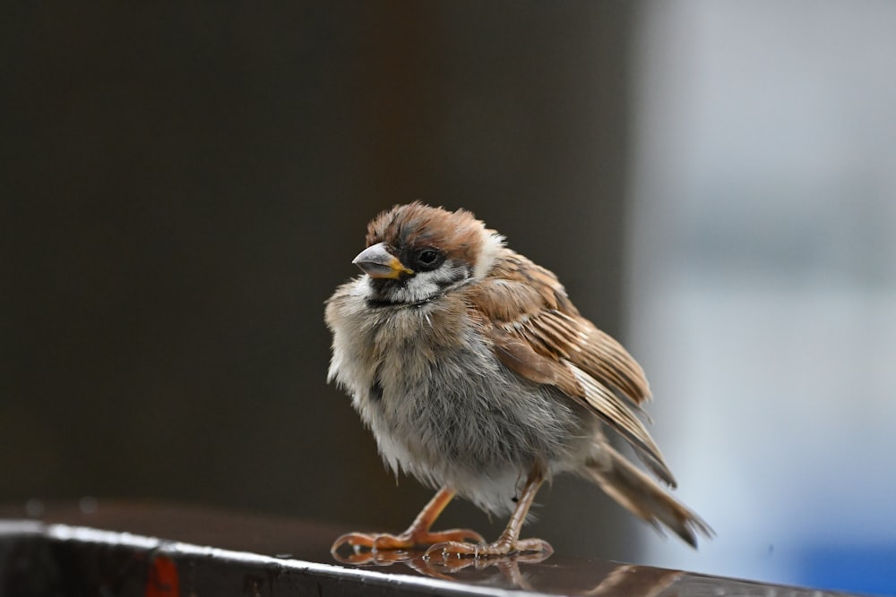 brown and white bird on black metal bar