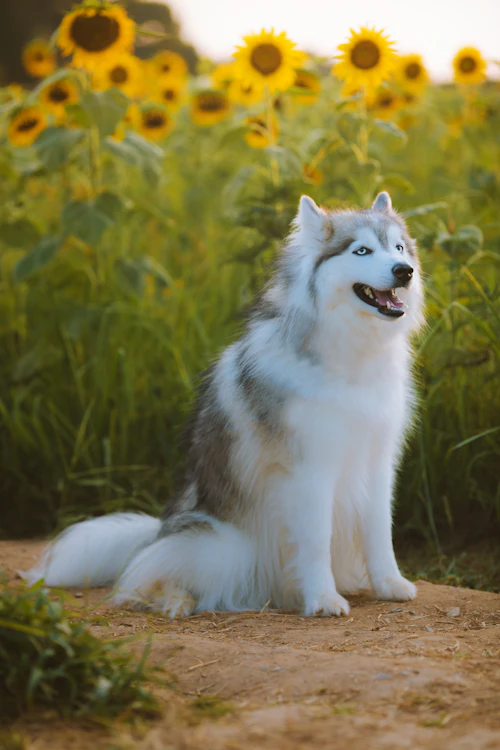 A fluffy Siberian Husky puppy playing on bright green grass