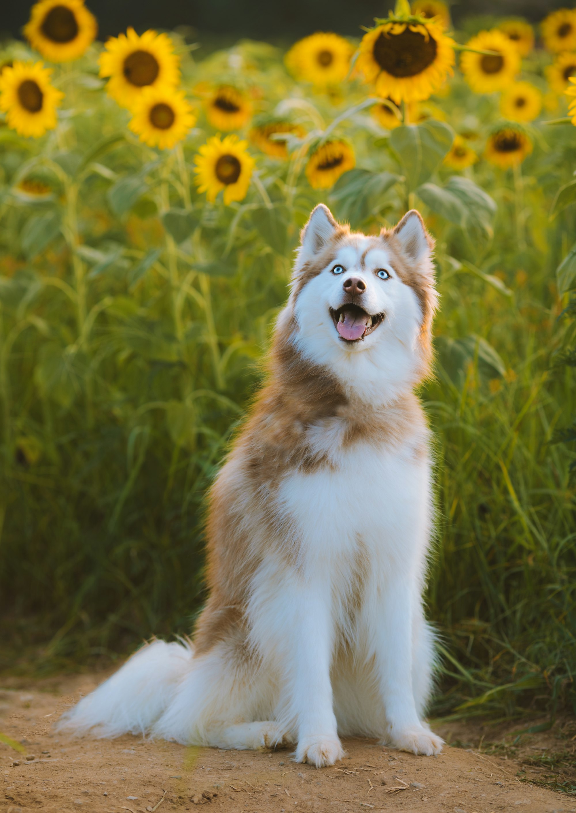 A red Siberian husky sitting in the sunflowers during a sunset. 