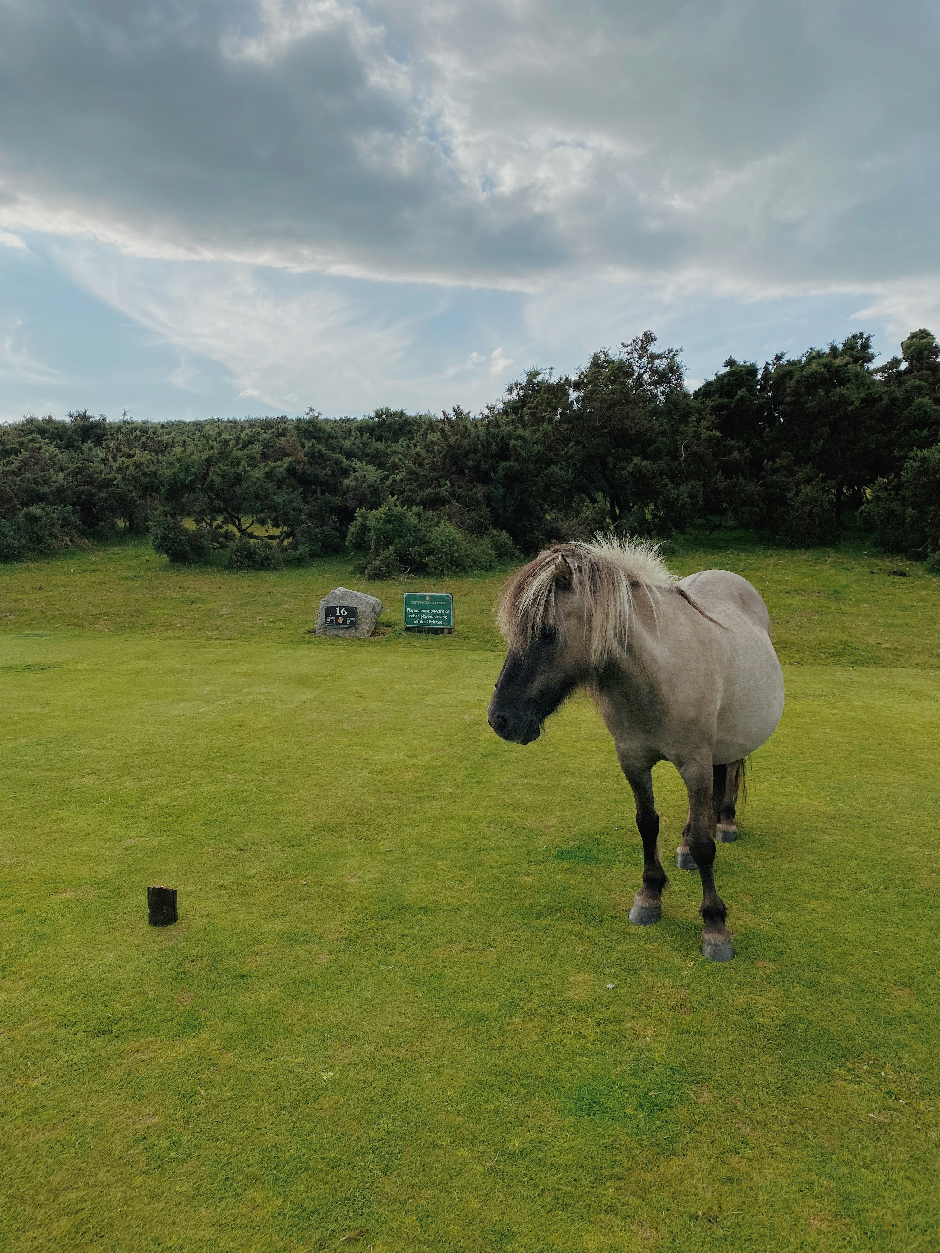 white horse on green grass field during daytime