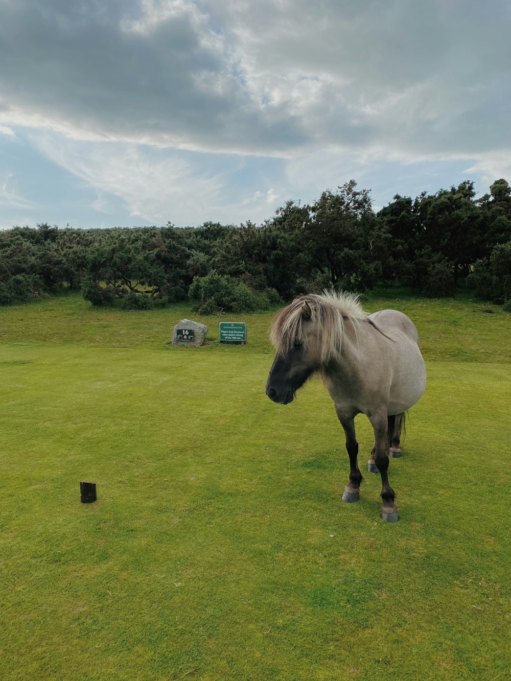 white horse on green grass field during daytime