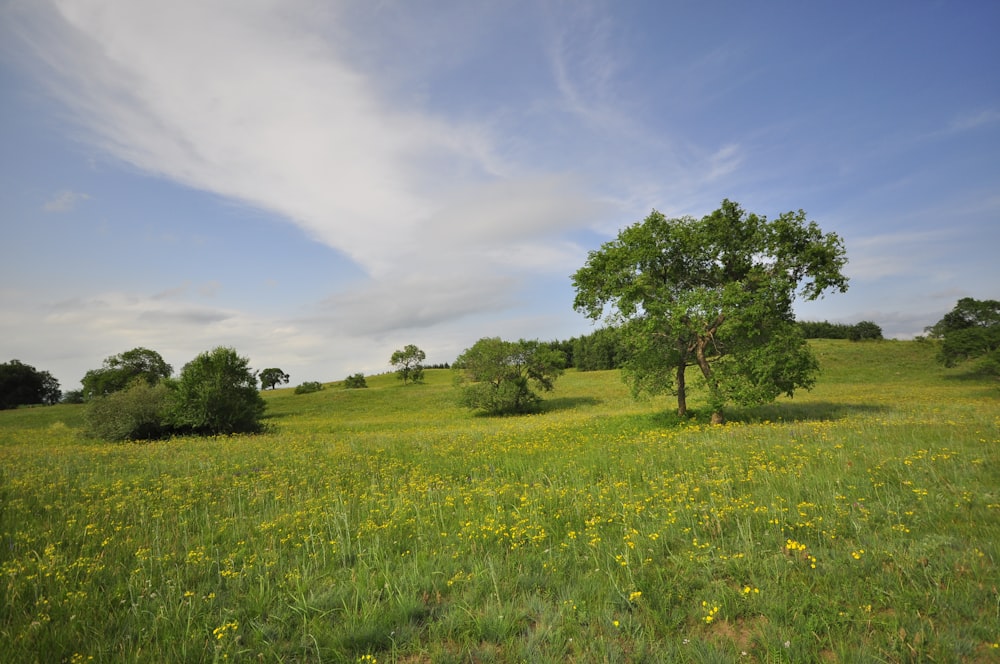 campo de grama verde com árvores verdes sob o céu azul durante o dia