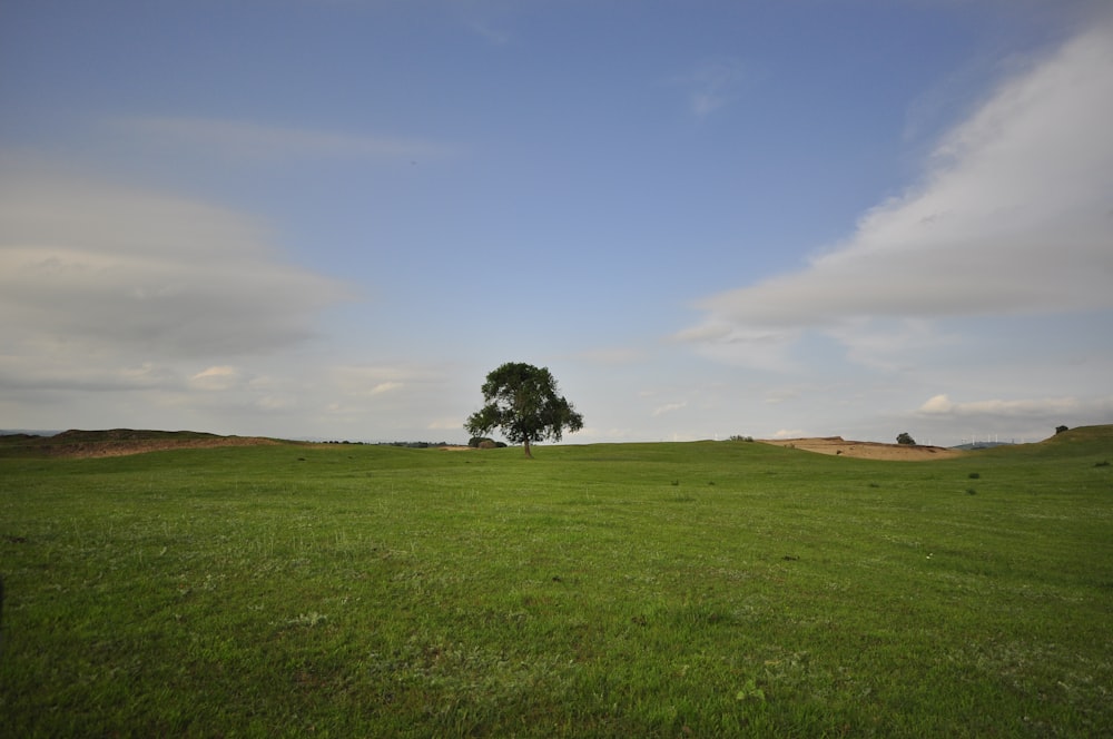 green grass field with tree under blue sky during daytime