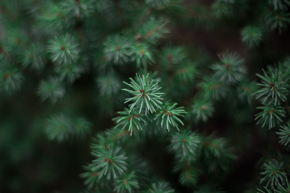 green pine tree in close up photography