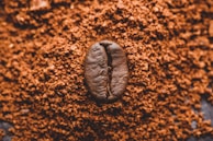 black shell on brown textile