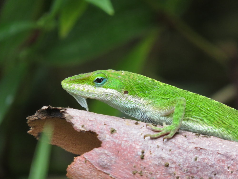 green lizard on brown tree branch