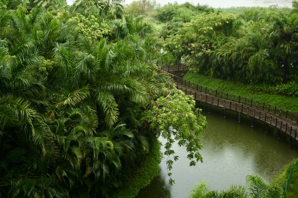 green trees beside river during daytime