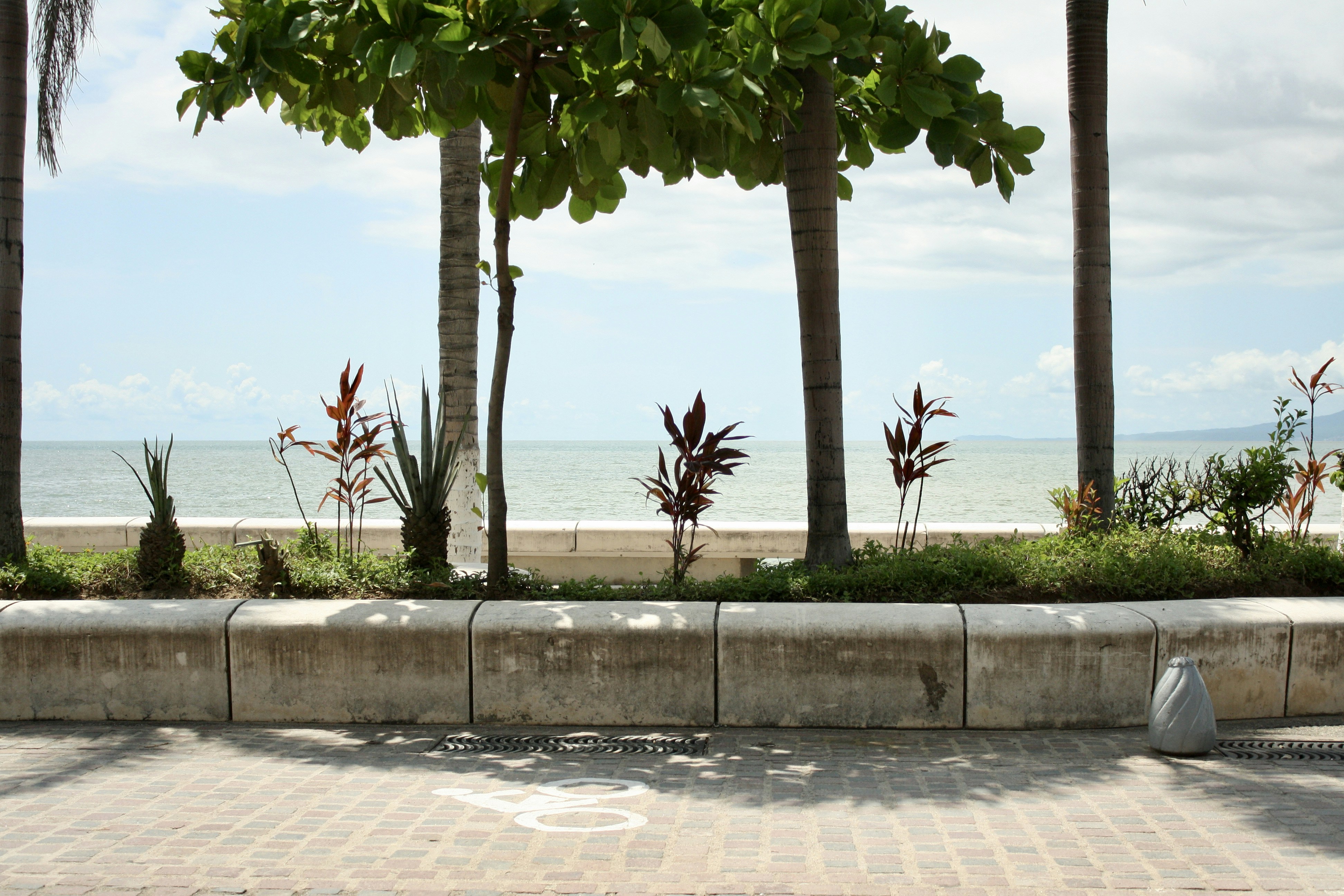 green tree near body of water during daytime