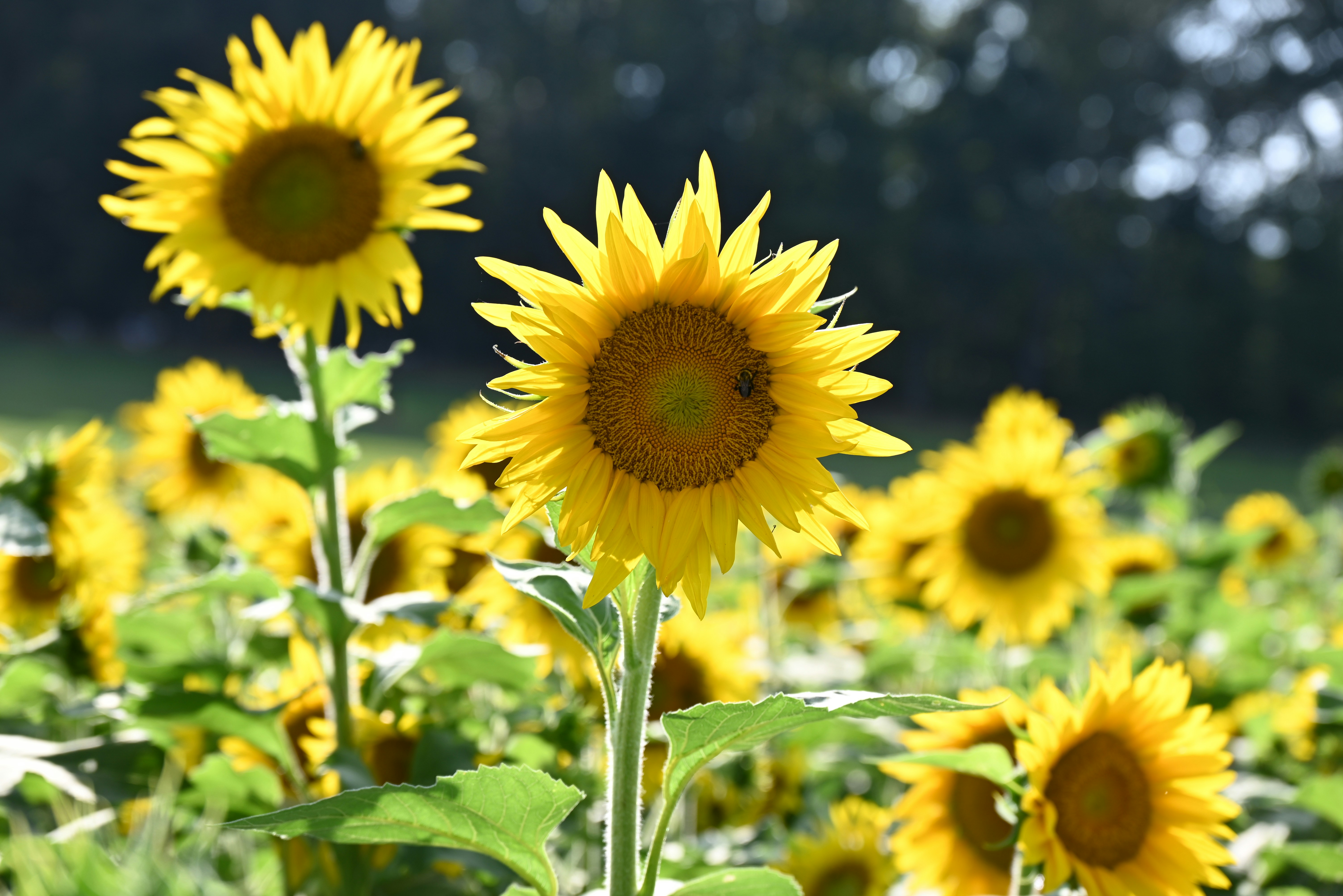 Photo by daveroberts