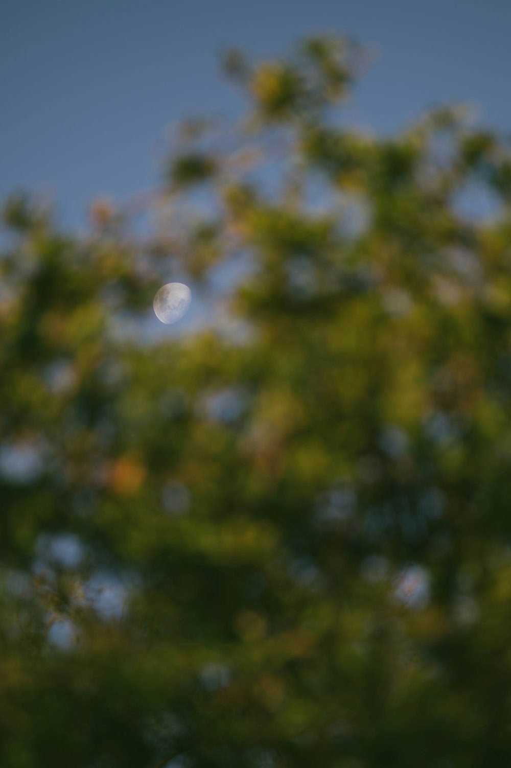 green trees with white round light