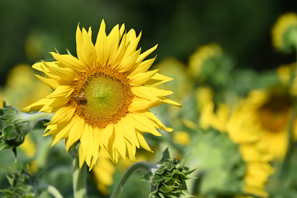 yellow sunflower in close up photography