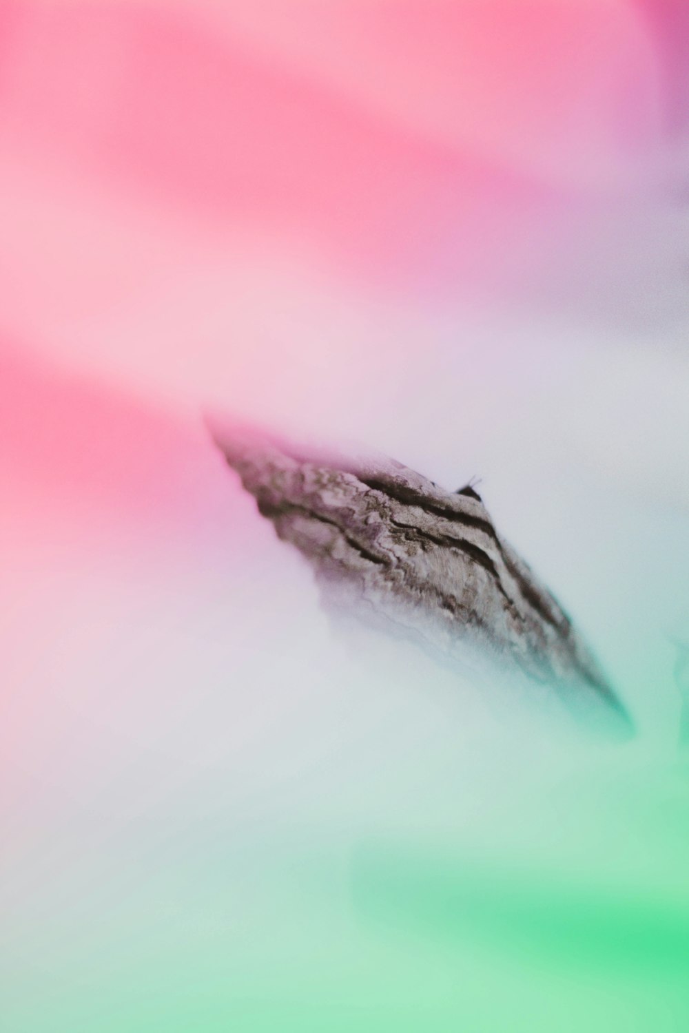 white and brown leaf on pink surface