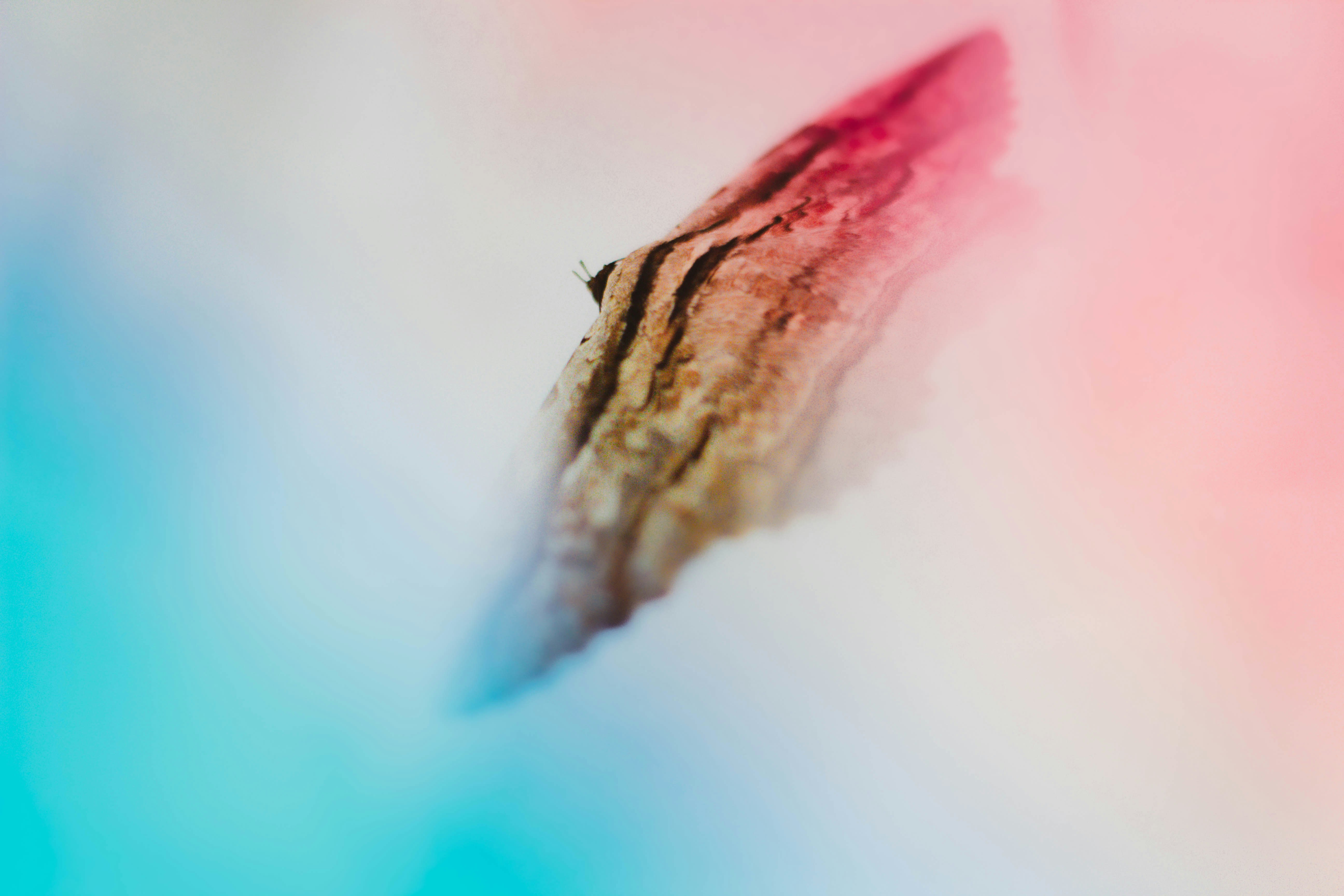 Photo by honeyyanibel