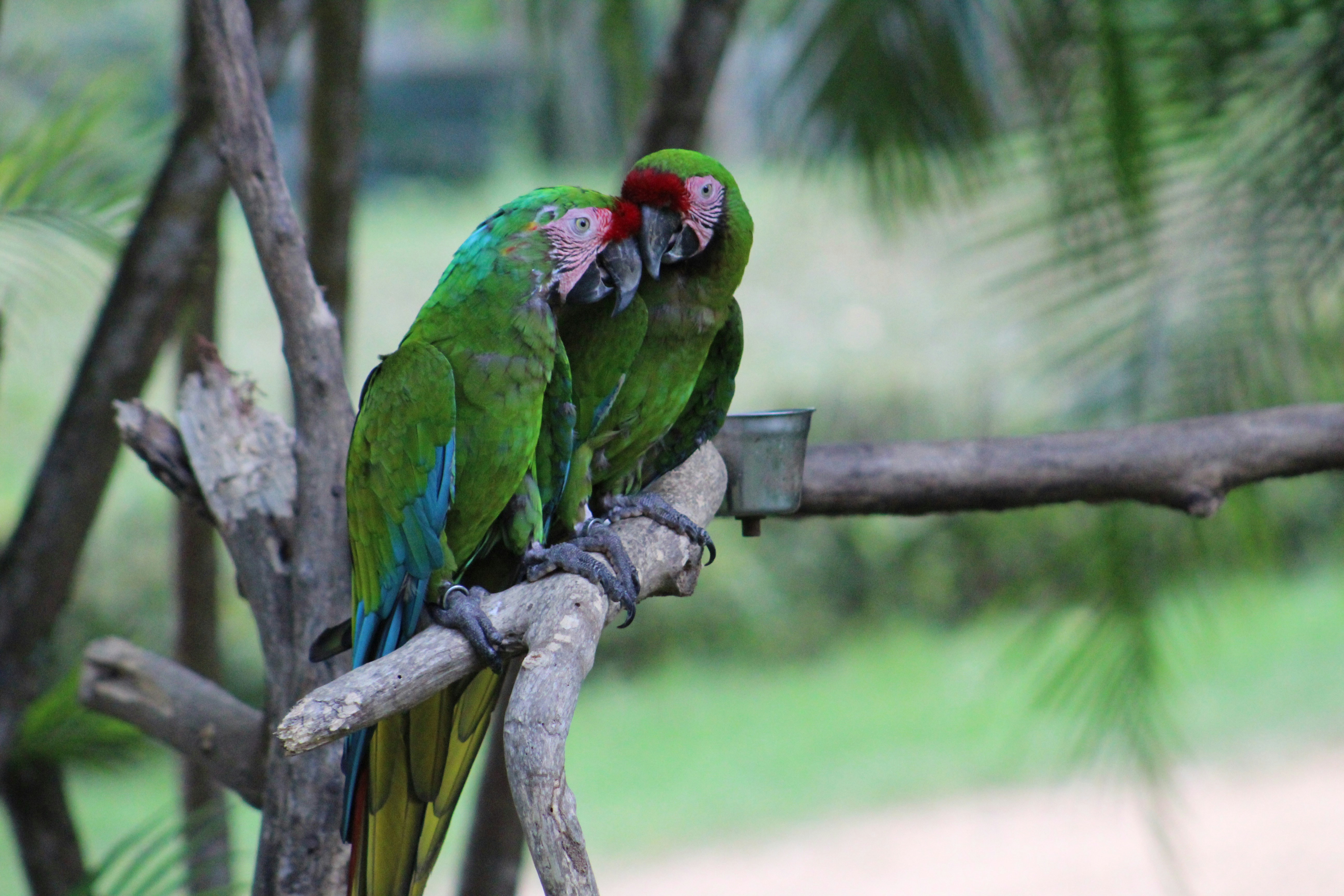 Colorful parrot on a perch with toys and proper cage setup