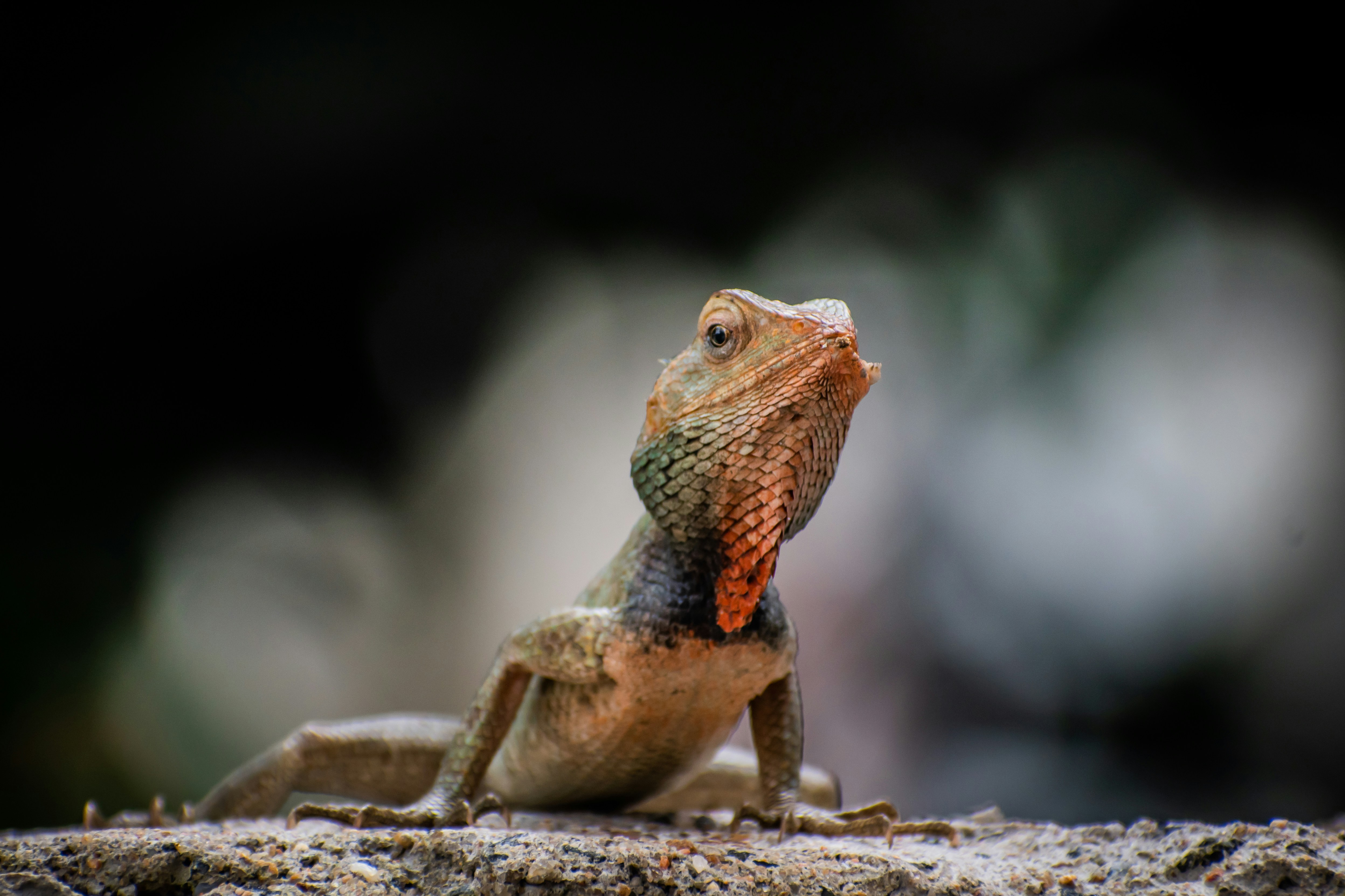 Photo by nikhilsingh291