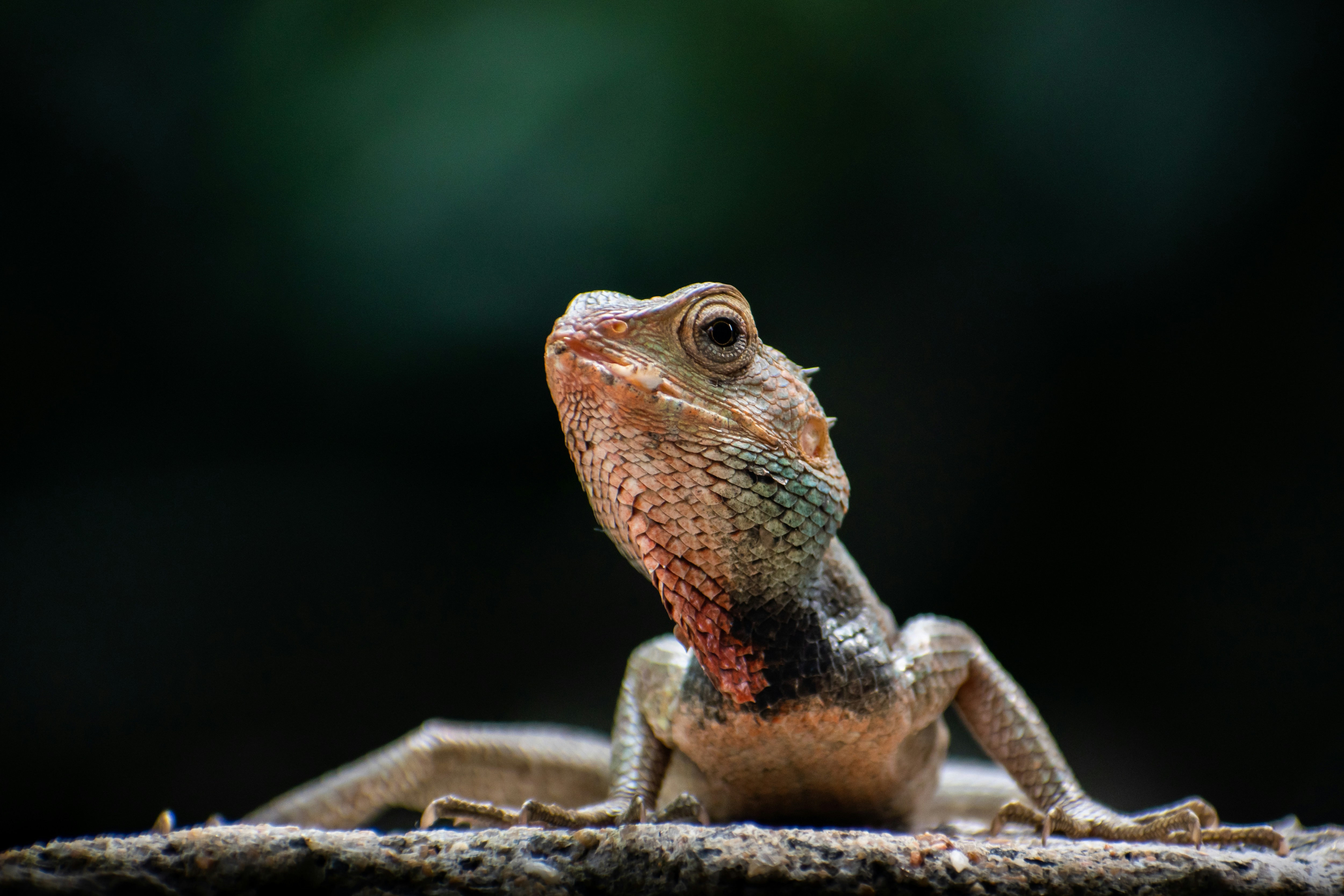 Drago barbuto rosso e blu su roccia marrone foto – Immagine gratis di  Animale su Unsplash, image size:3000x2000