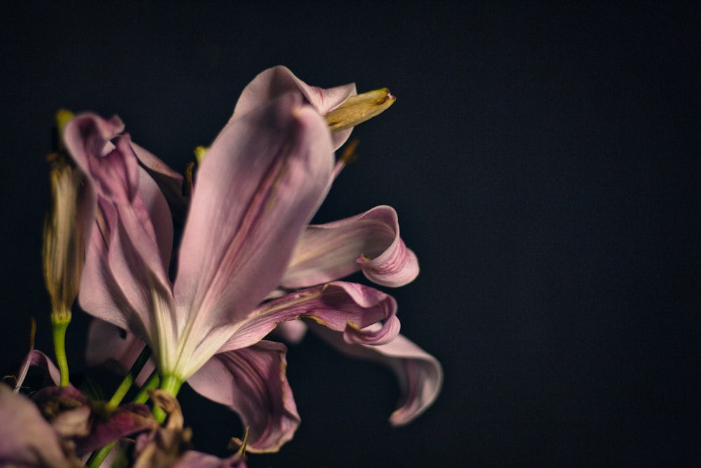 fiore bianco e viola in fotografia ravvicinata
