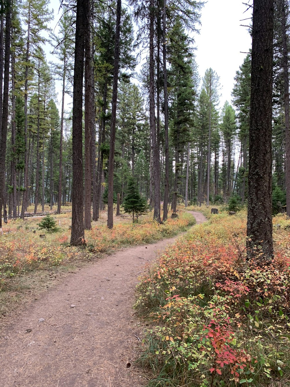 green trees on brown dirt ground during daytime