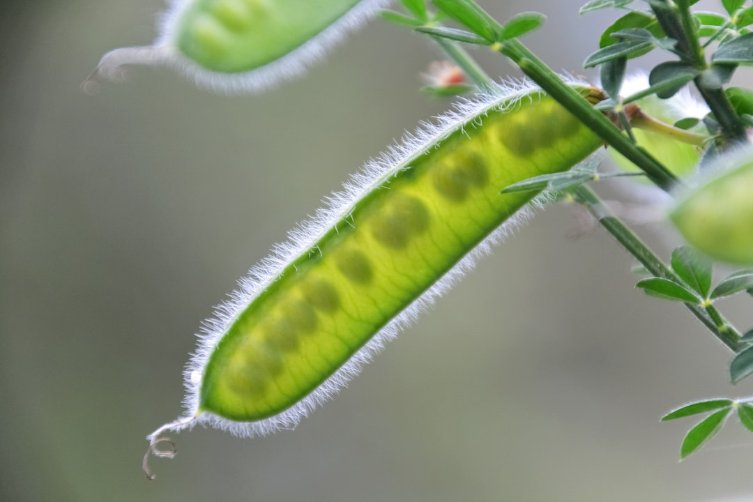 green caterpillar on green stem