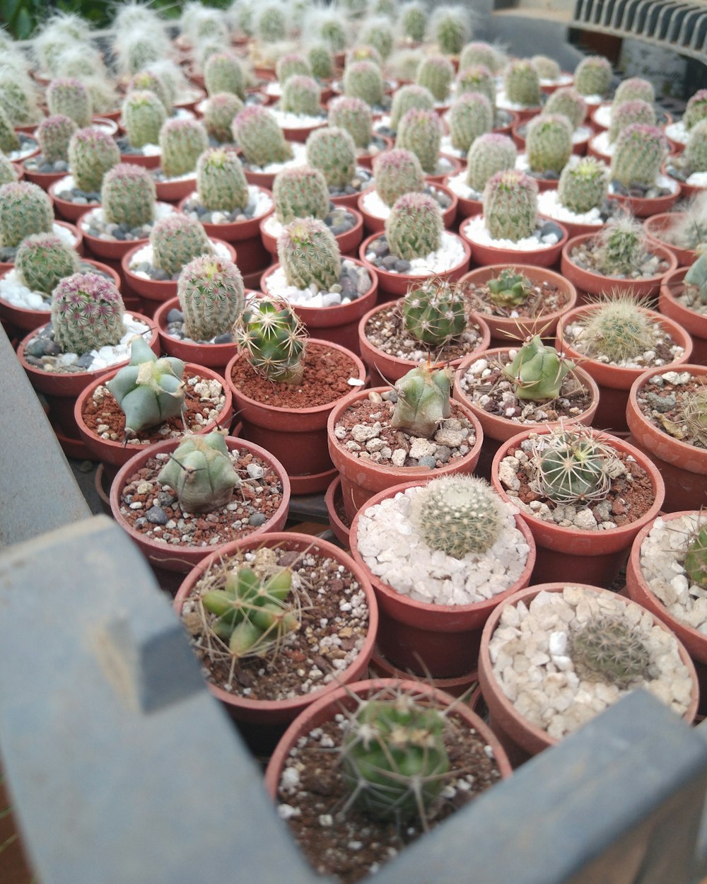 plantas de cactos verdes em vasos de plástico vermelho