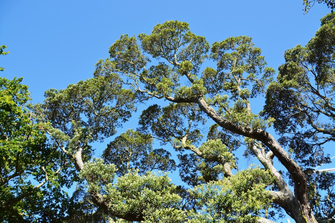 green tree under blue sky during daytime