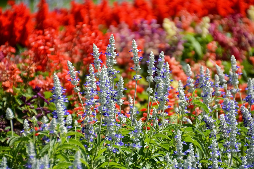 red and purple flowers in tilt shift lens