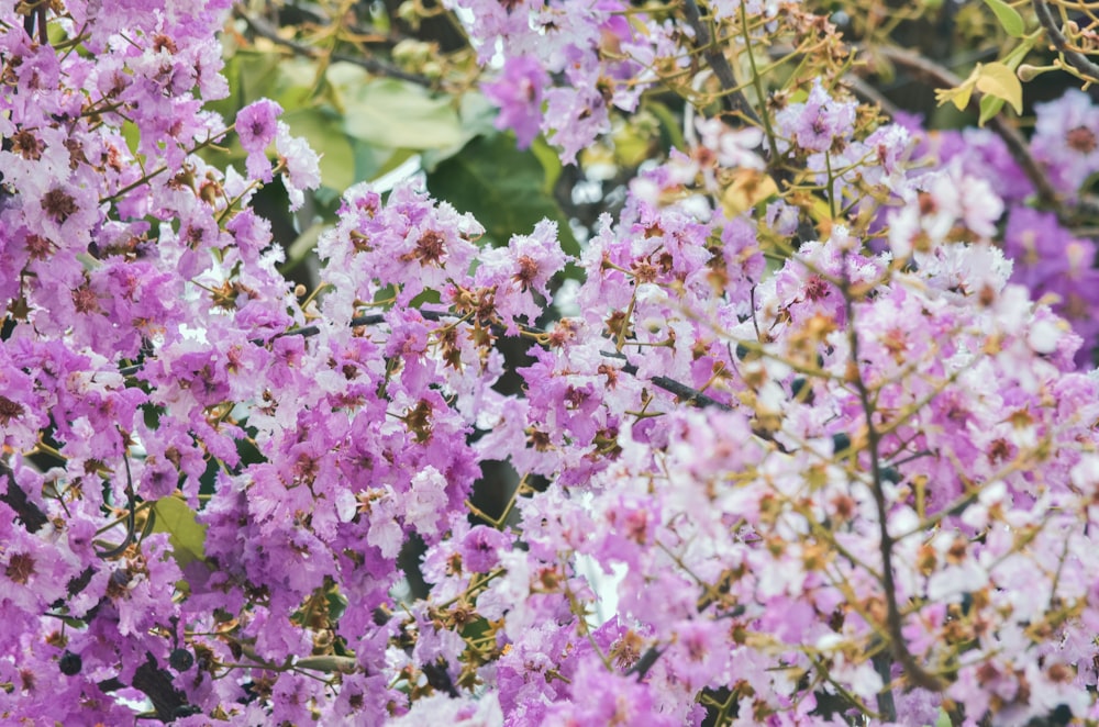 pink flowers with green leaves