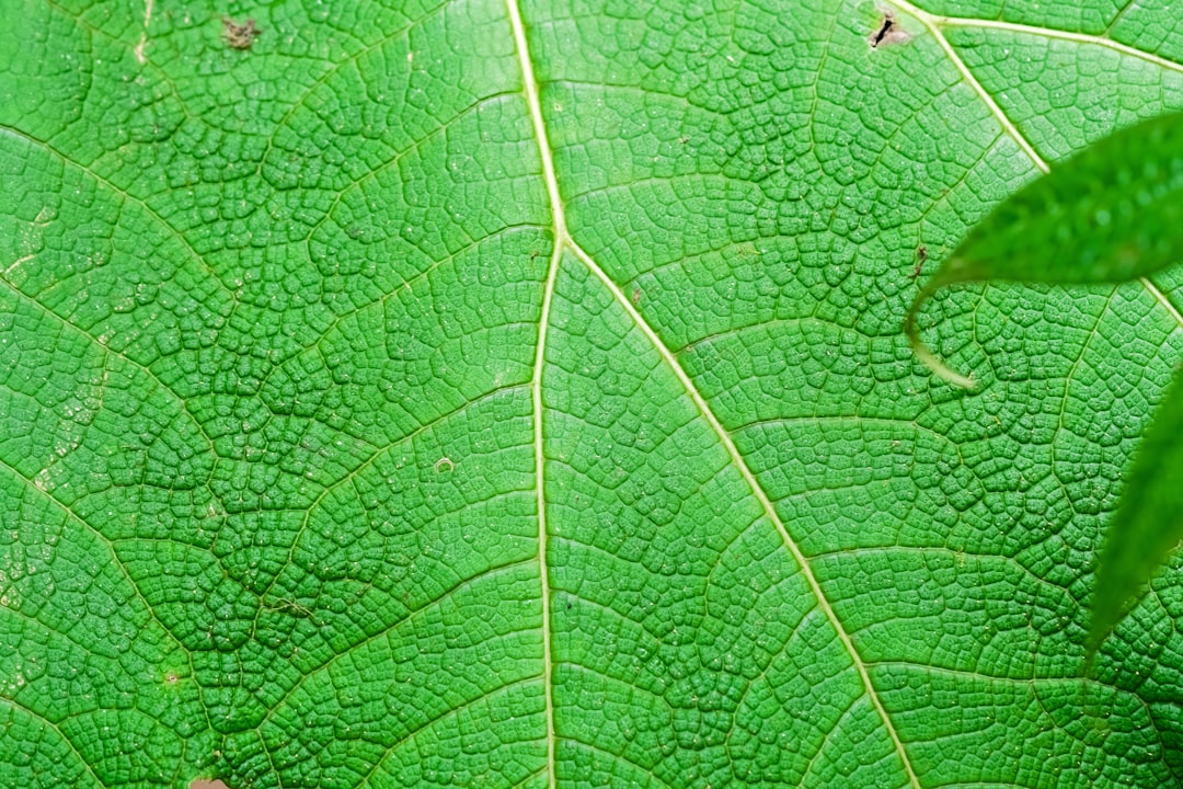 green leaf with water droplets