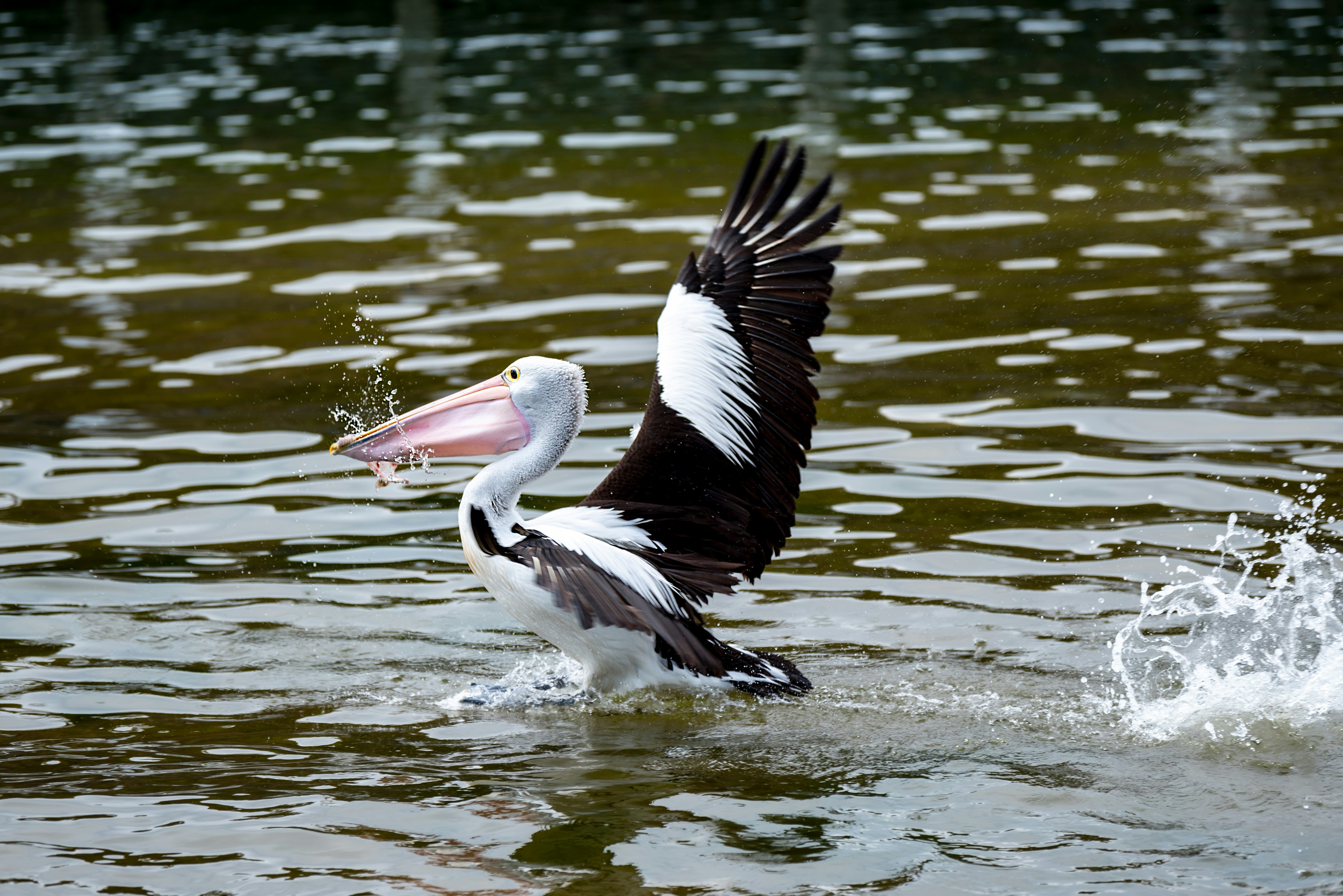 white pelican on water during daytime