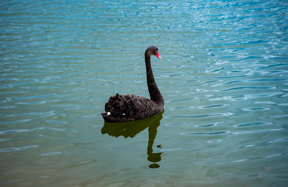 cisne preto no corpo de água durante o dia