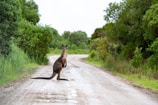 brown kangaroo on road during daytime