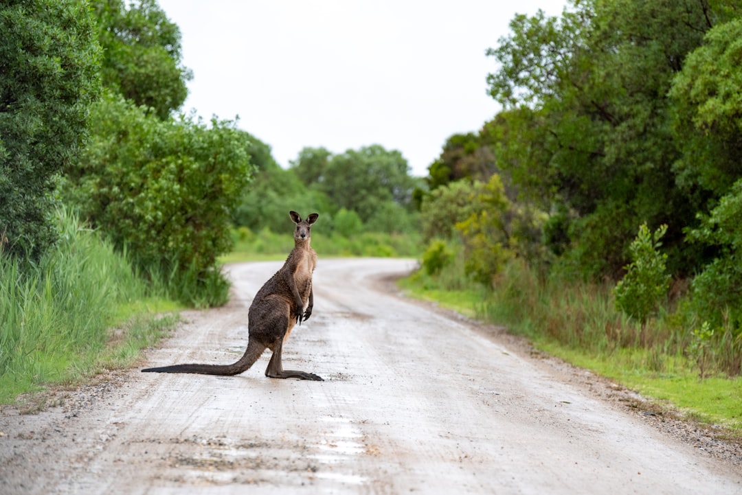  brown kangaroo on road during daytime kangaroo