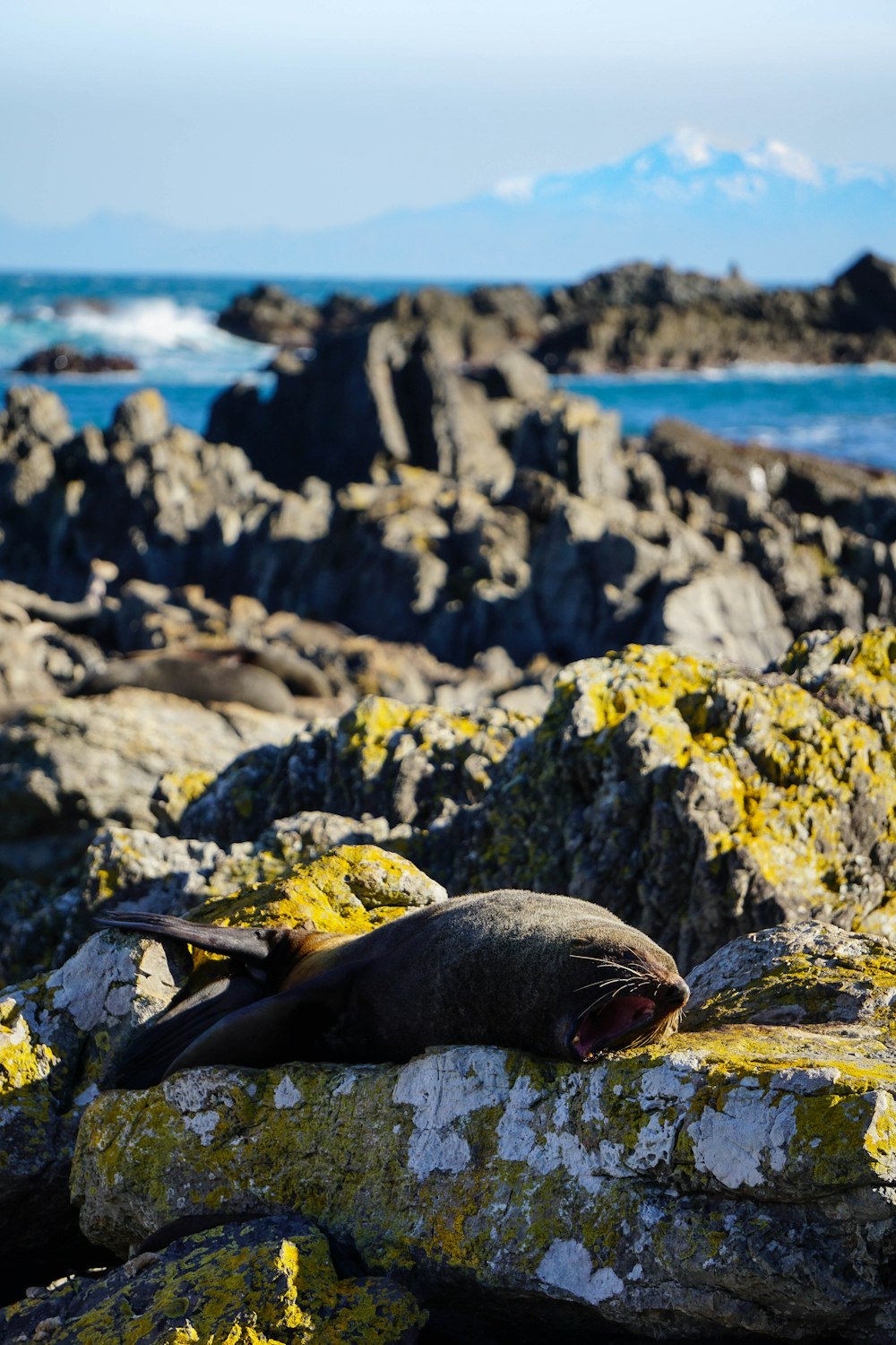 sea lion on rocky shore during daytime