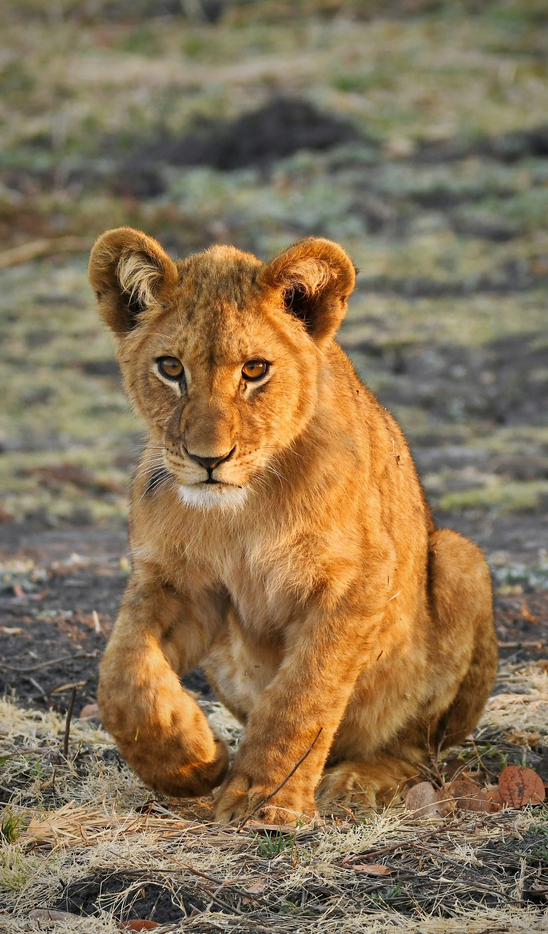 Arrogance vs. Aggression: Don’t Confuse the Two