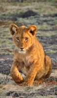 brown lioness on gray sand during daytime