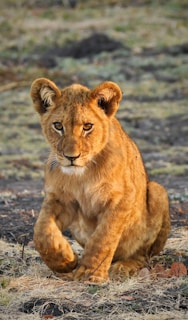 brown lioness on gray sand during daytime