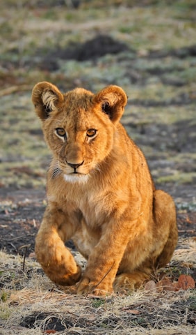 brown lioness on gray sand during daytime