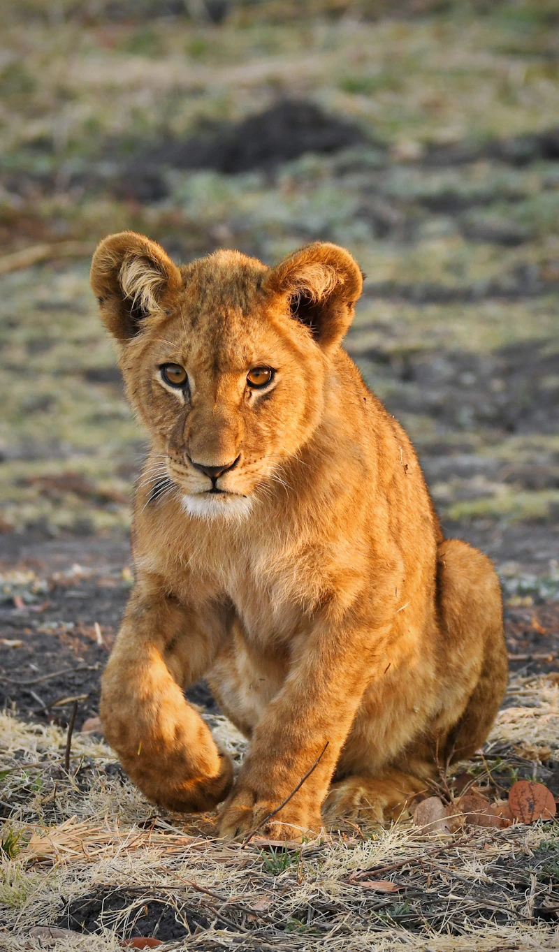 Lioness walking on sand