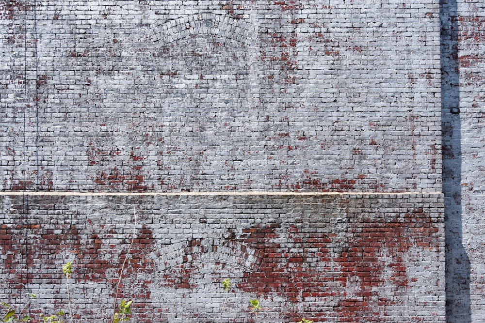 green plant on brown concrete wall