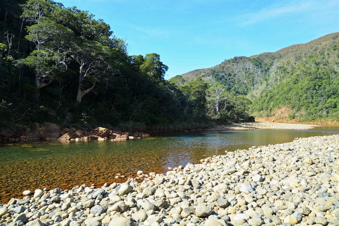 green trees beside river during daytime